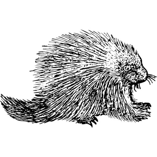 Porcupine Thumbnail